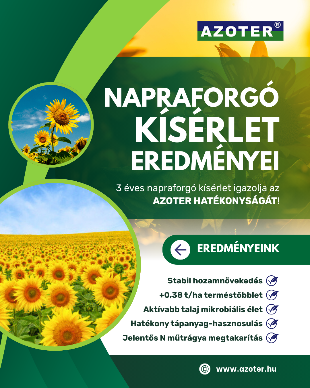 AZOTER napraforgó kísérlet AZOTER napraforgó kísérlet