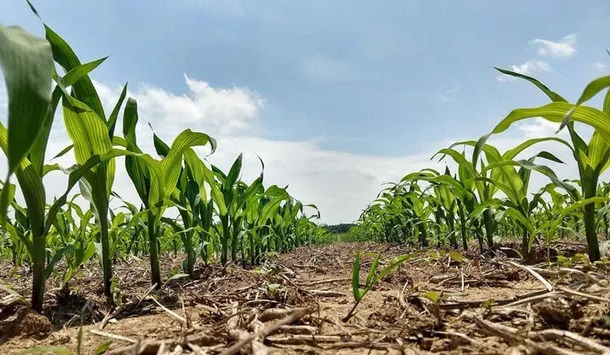 Kukorica: hároméves kísérlet igazolta az AZOTER hatékonyságát