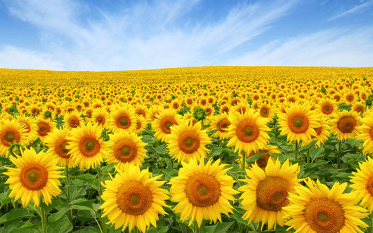 Napraforgó: hároméves kísérlet igazolta az AZOTER hatékonyságát