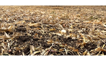 Kukoricatarló bontása AZOTER-F baktériumtrágyával